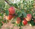 Now, Gujarat to grow apples