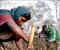 India loses Rs 500-bn crop/year