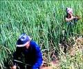 SBI slashes interest rates for agri loans