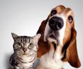 International pet product firms eye Indian market