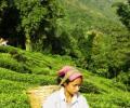 Bengal's tea gardens: A sad tale of misery