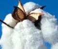 India's cotton export ban: West to be hit