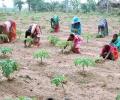 NREGS: Senior citizens get less strenuous jobs