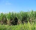 Govt may pay sugar mills to offset price rise