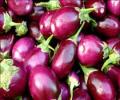 10 state governments say no to Bt brinjal