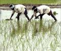 Crop loan at 5% interest for farmers