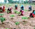 NREGA benefited over 4 cr households: Prez