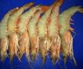 Shrimp exporters hopeful on US anti-dumping review