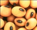 GM soya may already be in food chain