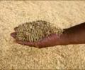 Over 11,700 tonnes of foodgrains damaged: Pawar