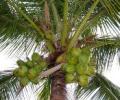 Now, a coconut trail to attract tourists