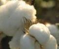 Bt cotton yield falls in Gujarat