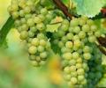 Grape producers' Europe export turns sour