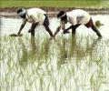 Deadly mishaps loom over India's farm sector