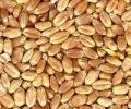 Govt cuts PDS foodgrain price after SC rap