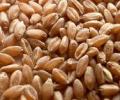 India gains as wheat production dips in US, China