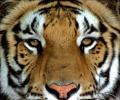 Two tigers die in Kanha, toll in MP in one year reaches 20