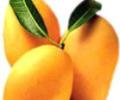 Junagadh Kesar mango gets GI tag 