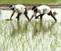 Huge subsidy problem for food security bill