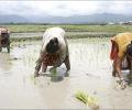 Farm, services boost growth to 8.2%