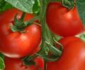 Skyrocketing tomato prices compete with onion