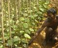 Another farmer suicide in Burdwan, toll rises to 16 in state