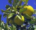 Online plant quarantine services launched