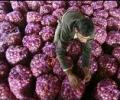 Onion prices crash in Delhi, Nashik