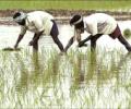Lack of understanding hurts farmers' fight