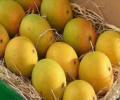 'Exporting mangoes to US is a sour experience'