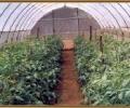 Farmers in favour of polyhouses