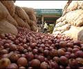 Patchy rains: Onion shortage looms