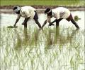 Agri ministry's flagship scheme may be revamped