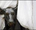 Markets bounce back over P-Note clarification