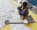 Cotton export to Bangladesh may hit 13.5 mn bales