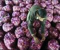 Govt puts stock limits on onion, potato to check prices