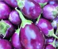 NBA to file case against developers of BT Brinjal