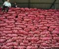 Can't forecast on onion prices as supply is hit by rains: Minister