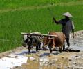 Rural India tops consumption charts
