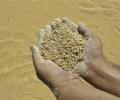 Bangladesh buys 50,000 tonnes of wheat from India