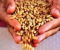 India wastes 21 mn tonnes of wheat every year