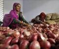 Congress's politics over onions makes the public cry