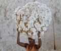 No end to cotton farmers' woes in Maharashtra