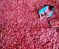 Onion exports in Apr-Dec period rose by 59% to Rs 2,532 cr