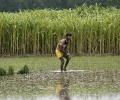 Should India stop growing sugarcane?