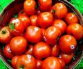Tomato prices soar upto Rs 80/kg; Govt says keeping close eye