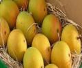 UK hosts round-table over Indian mango ban
