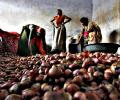 Onion prices crash 40% in wholesale markets