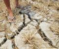 Ill-timed rain deepens farmers' distress