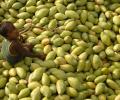 EU agrees to lift import ban on Indian mangoes